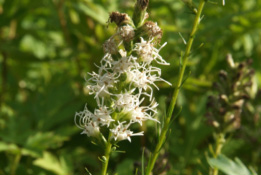 Liatris spicata 'White Torch'  bestellen